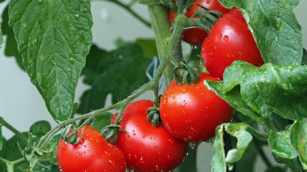 Hojas de tomate