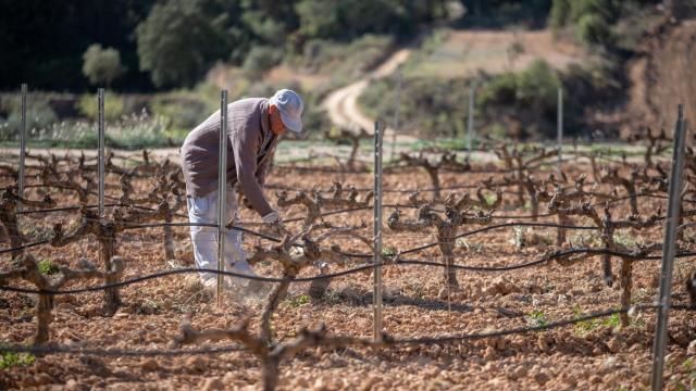 Un hombre trabaja en un viñedo.