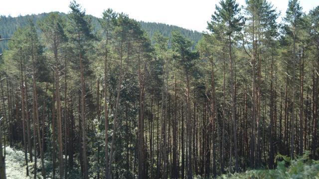 Un monte gallego con eucaliptos.