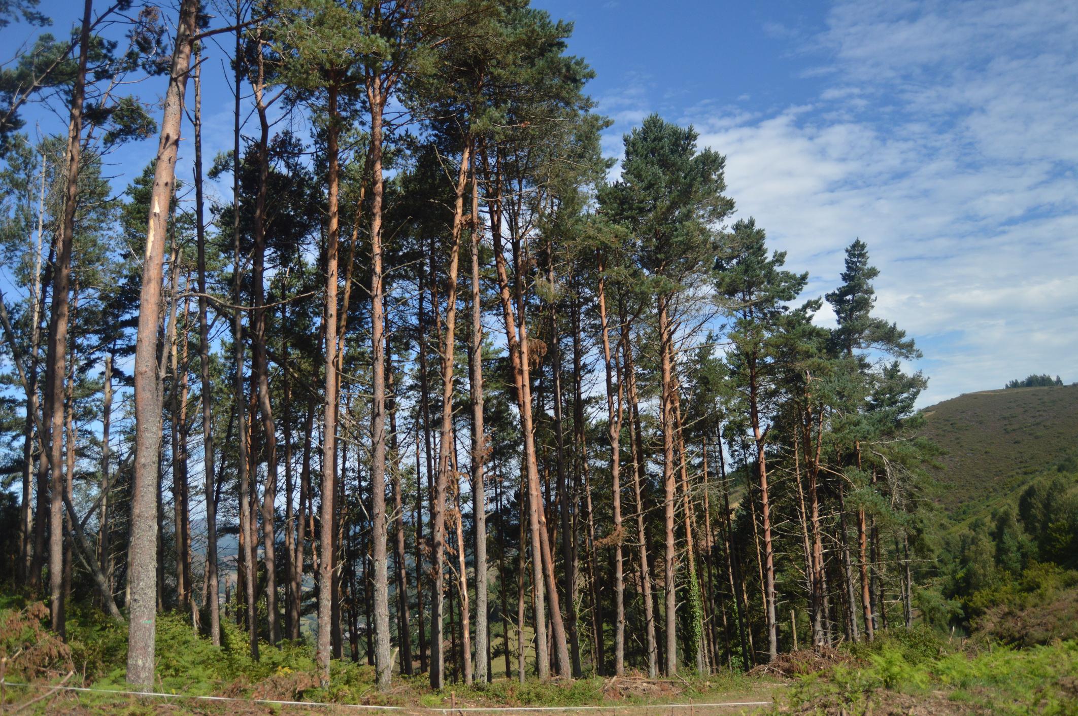 Un bosque de eucaliptos en Galicia (iStock).