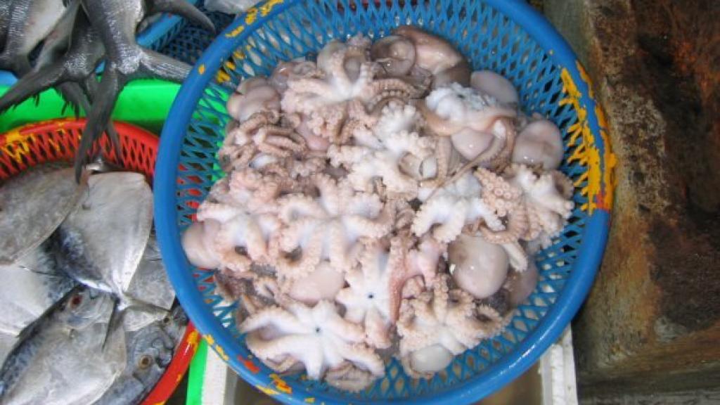 Pulpo a la venta en un mercado de Indonesia. Deng Palomares, Sea Around Us.