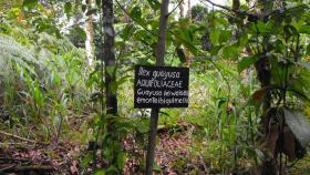 La planta de la eterna juventud ha sido descubierta en la Amazonia Ecuatoriana