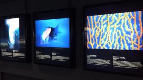 Las mejores fotografías de la naturaleza de Europa se exponen en el Aquarium de A Coruña