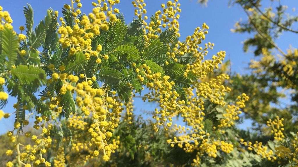 Imagen de archivo de una mimosa acacia.