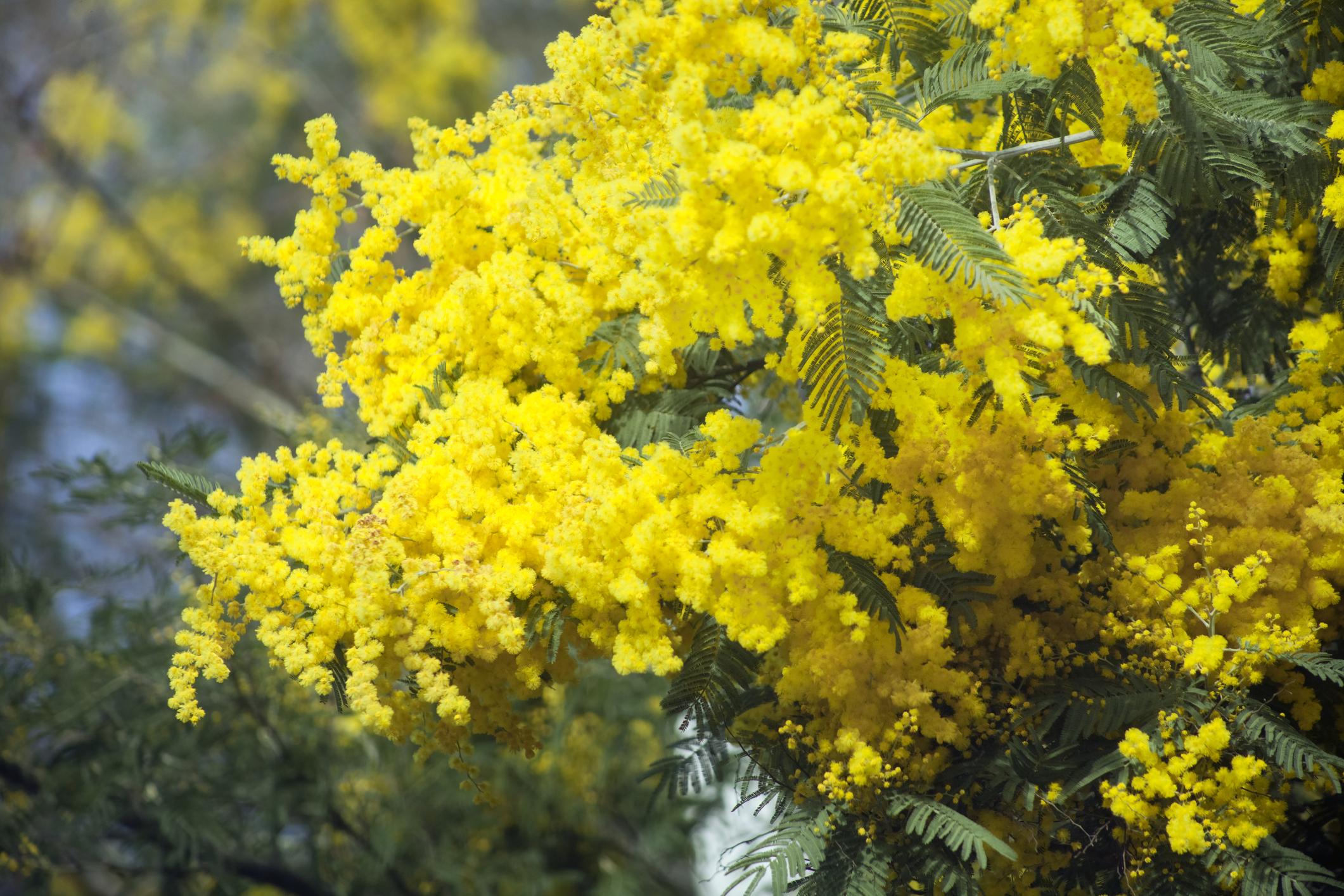 Las coloridas flores de una mimosa acacia en Galicia (iStock).