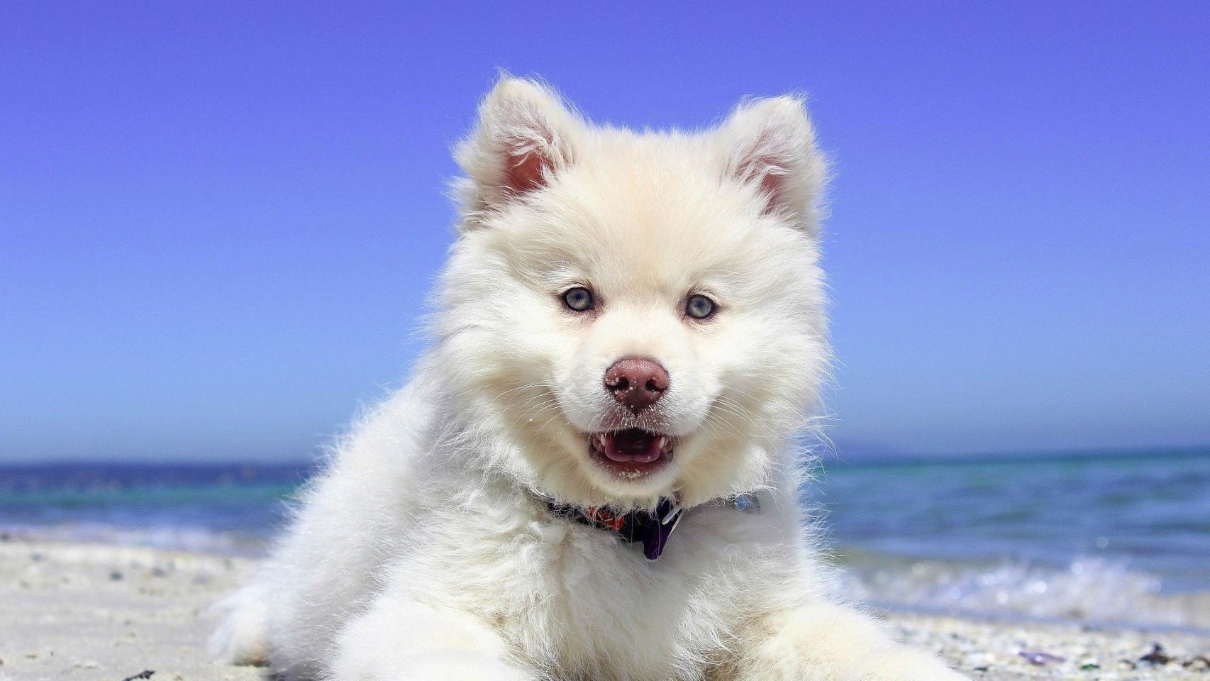 ¿Los perros pueden comer sandía?