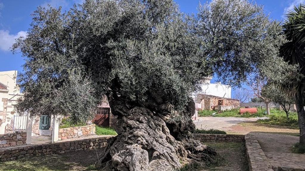 Una foto de archivo del milenario olivo de Vouves en Creta, Grecia.