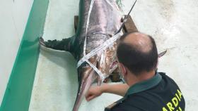 La Guardia Civil decomisa en A Coruña un pez espada de 245 kilos