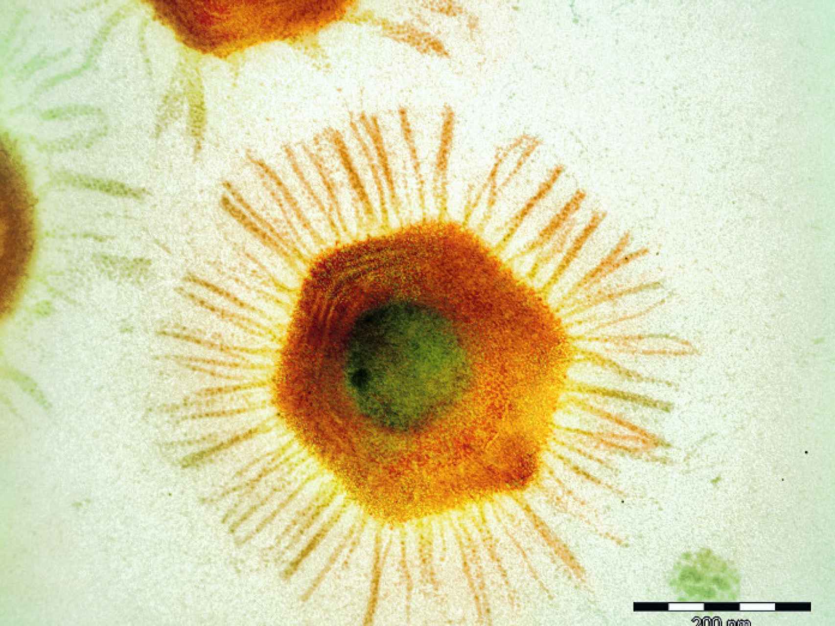 Sobre virus, rayos X y bombas atómicas