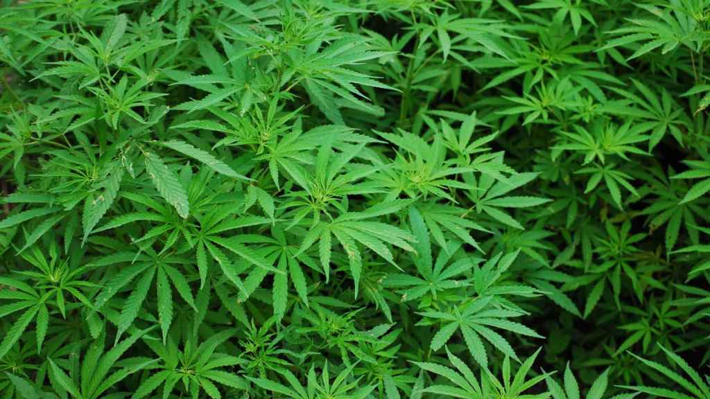 Varias plantas de marihuana.