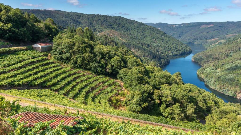 Viñedos a lo largo de la Ribeira Sacra en Lugo.