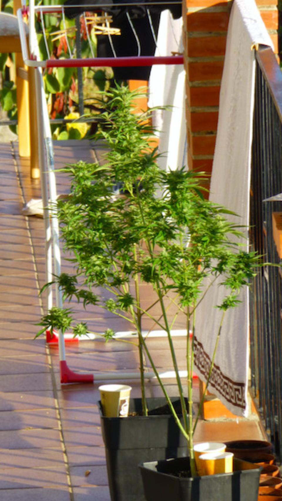 Los okupas incluso han cultivado una planta de marihuana en la terraza de la casa.