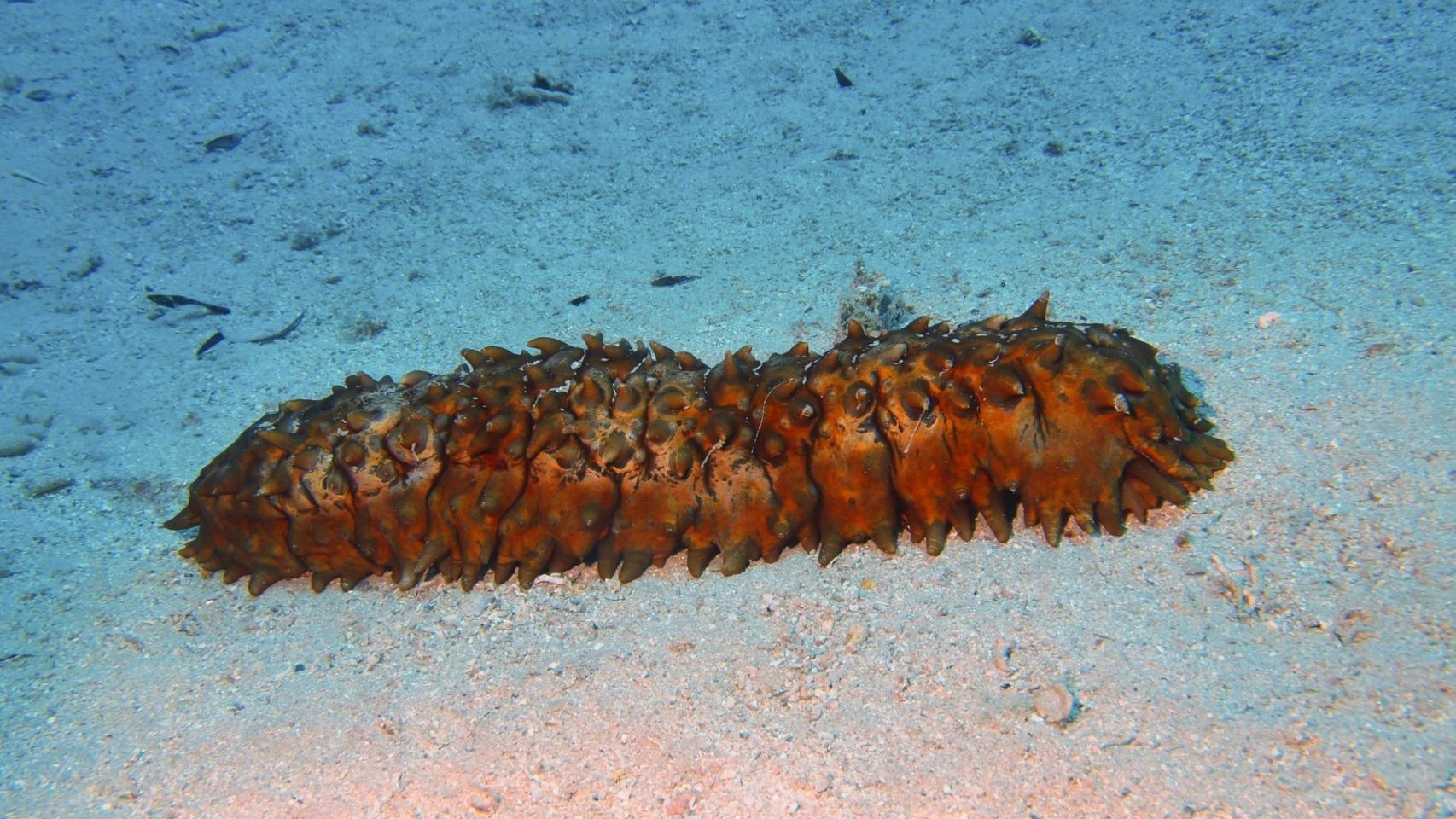 Un pepino de mar en el fondo del Mar Rojo