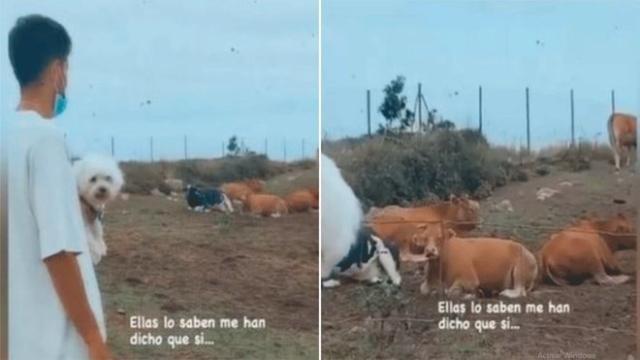 El hijo de Quique Setién pregunta a las vacas si el Barça ganará la Champions League