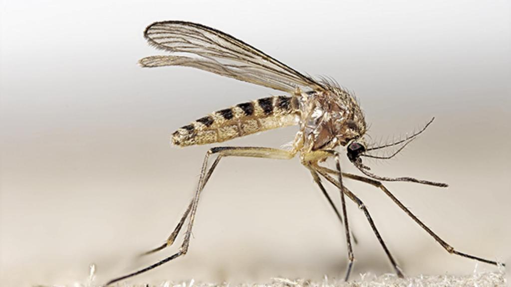 El 'culex pipiens', el mosquito común de España
