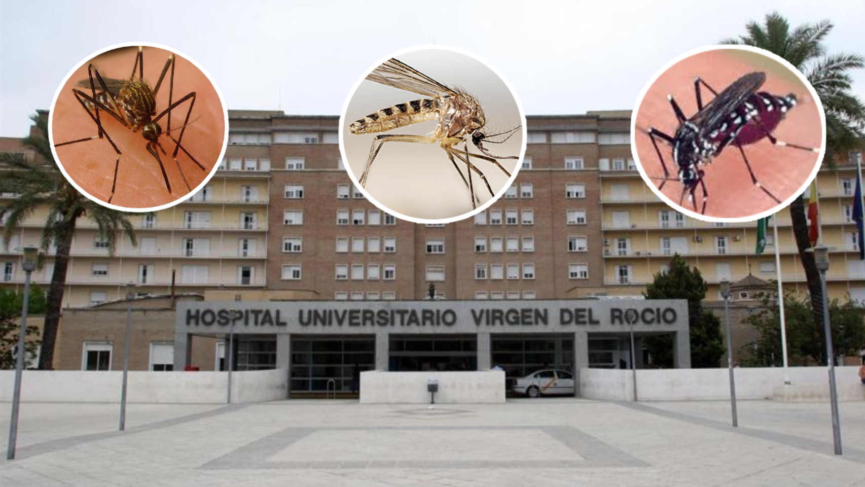 Mosquitos 'culex pipiens', 'aedes japonicus' y 'aedes albopictus'. De fondo, el hospital Virgen del Rocía, Sevilla.
