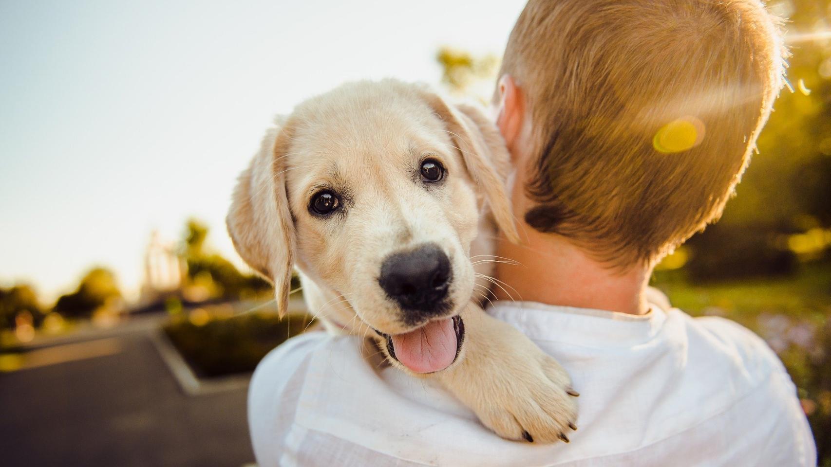 ¿Por qué los perros se muerden?