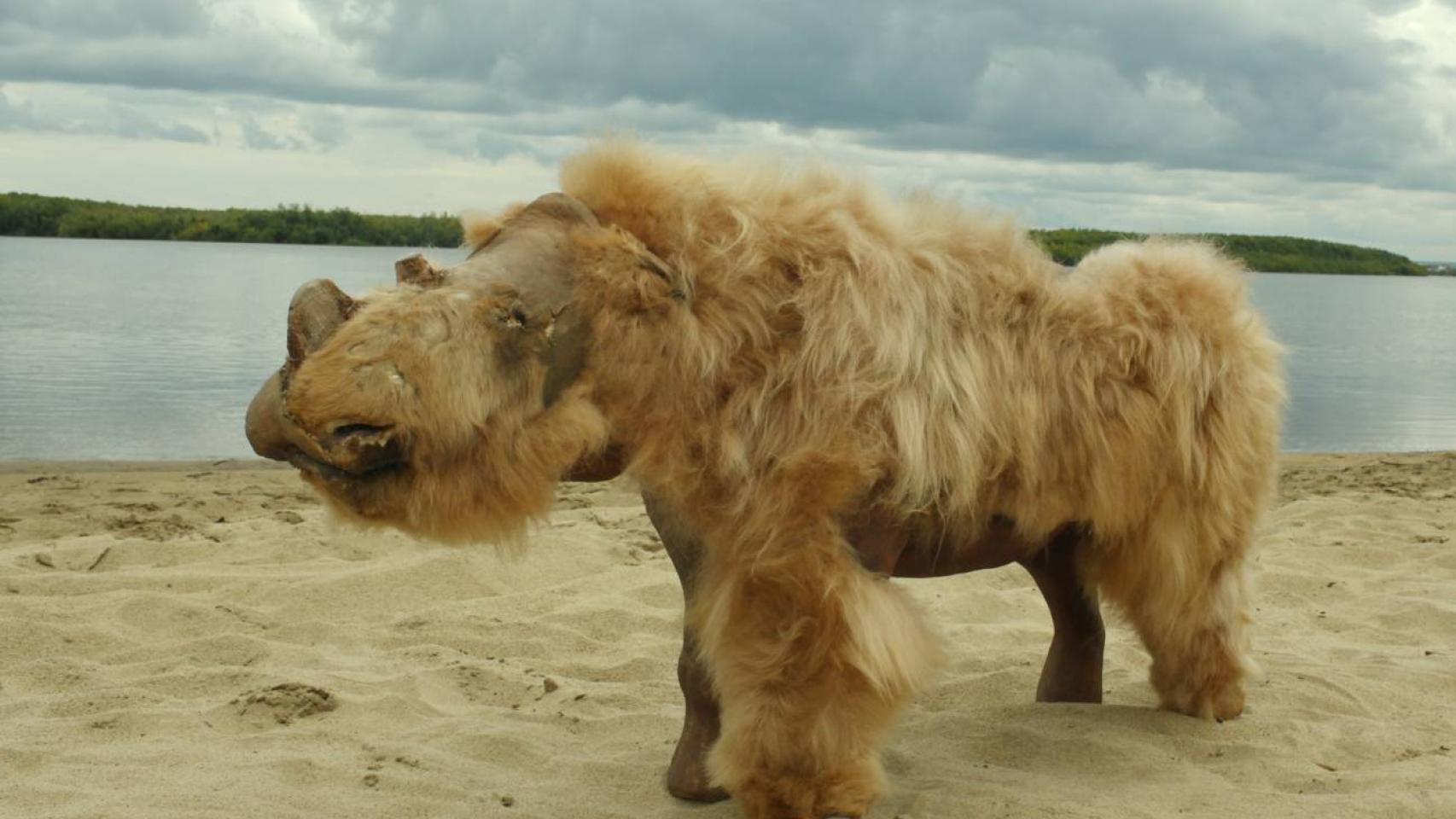 Restos conservados y reconstruidos de un bebé rinoceronte lanudo llamado Sasha y que fue descubierto en Siberia.