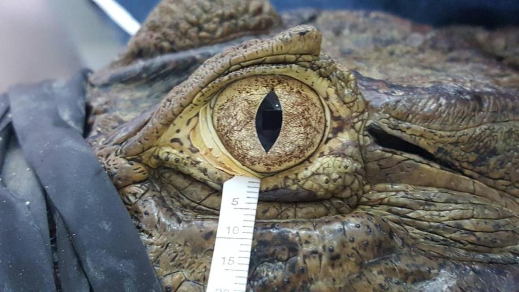 Recogida de lágrimas del caimán de Brasil, también conocido como yacaré overo.