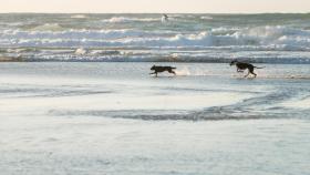Vecinos de Ares (A Coruña) indignados por el lanzamiento de pirotecnia en la playa canina