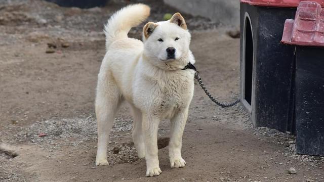 Un perro de Chindo, originario de Corea.