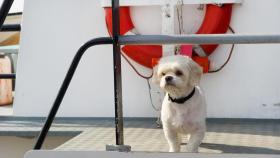 Rías Altas Dos, el crucero pet friendly (y gratis) por la bahía coruñesa