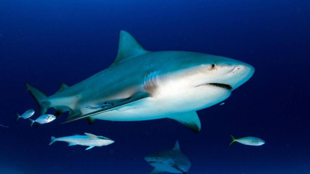 El tiburón toro o sarda (Carcharhinus leucas) es una de las especies más implicadas en los ataques.