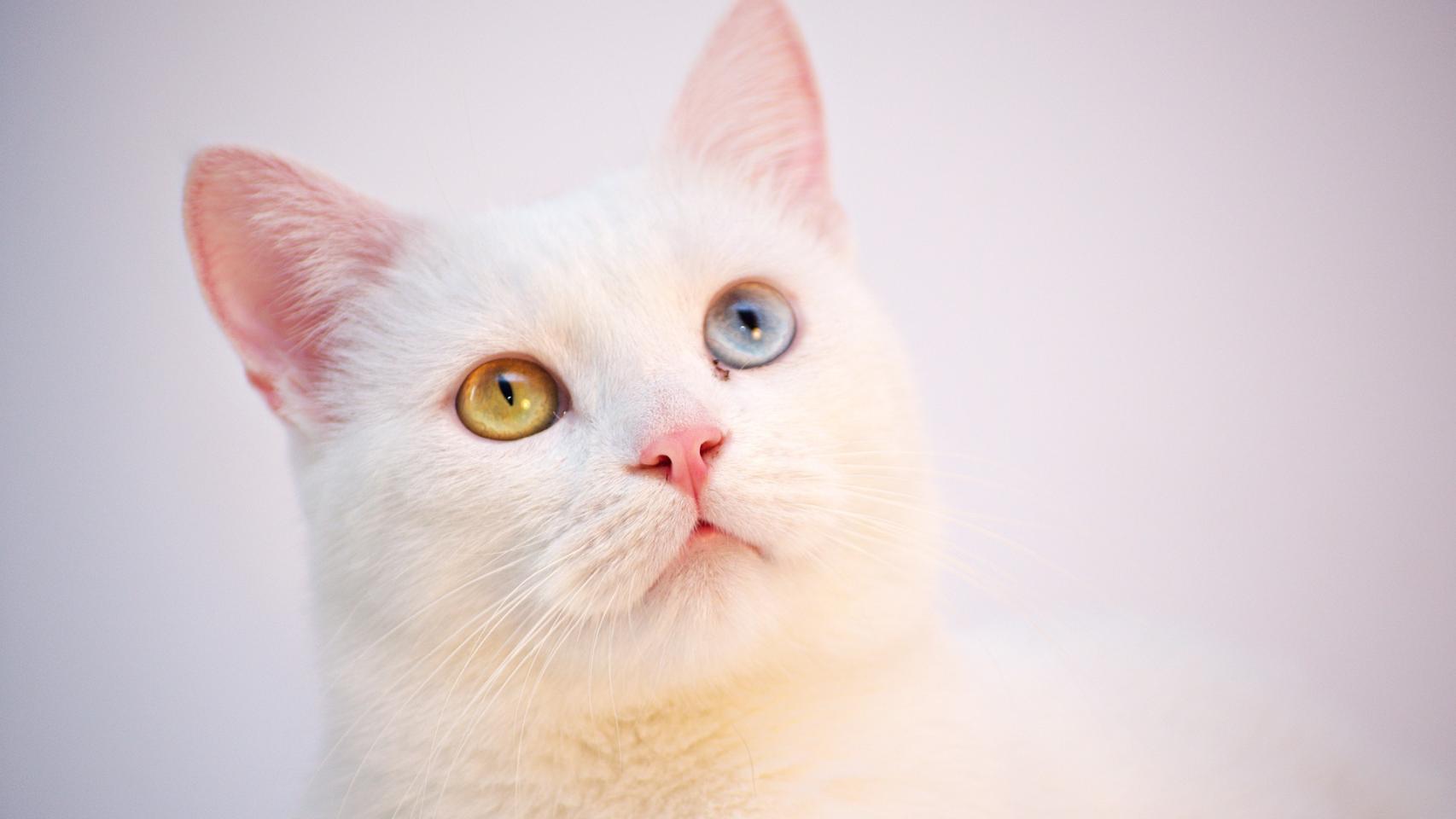 10 curiosidades sobre el gato angora