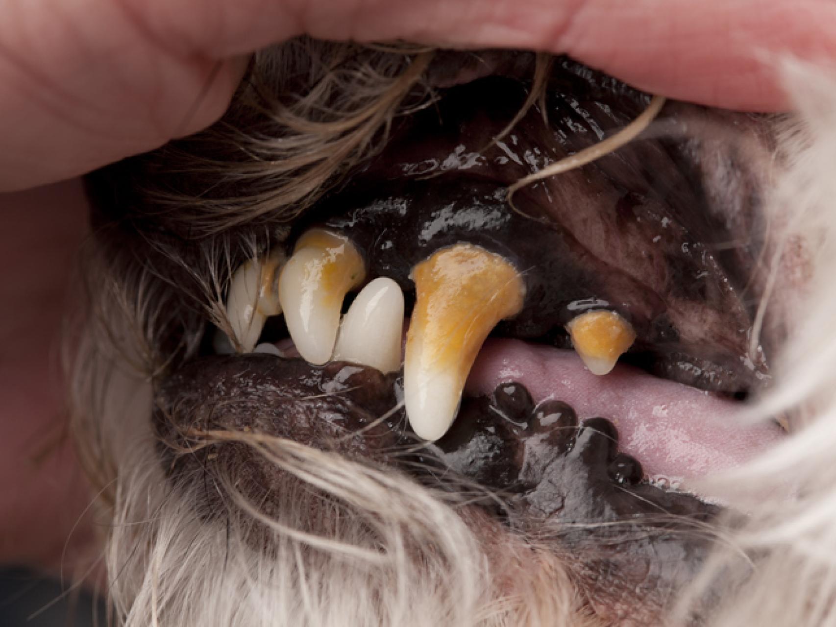 es peligroso que le limpien los dientes a un perro