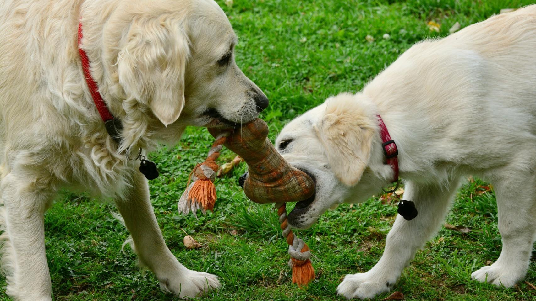 Los mejores juguetes para perros