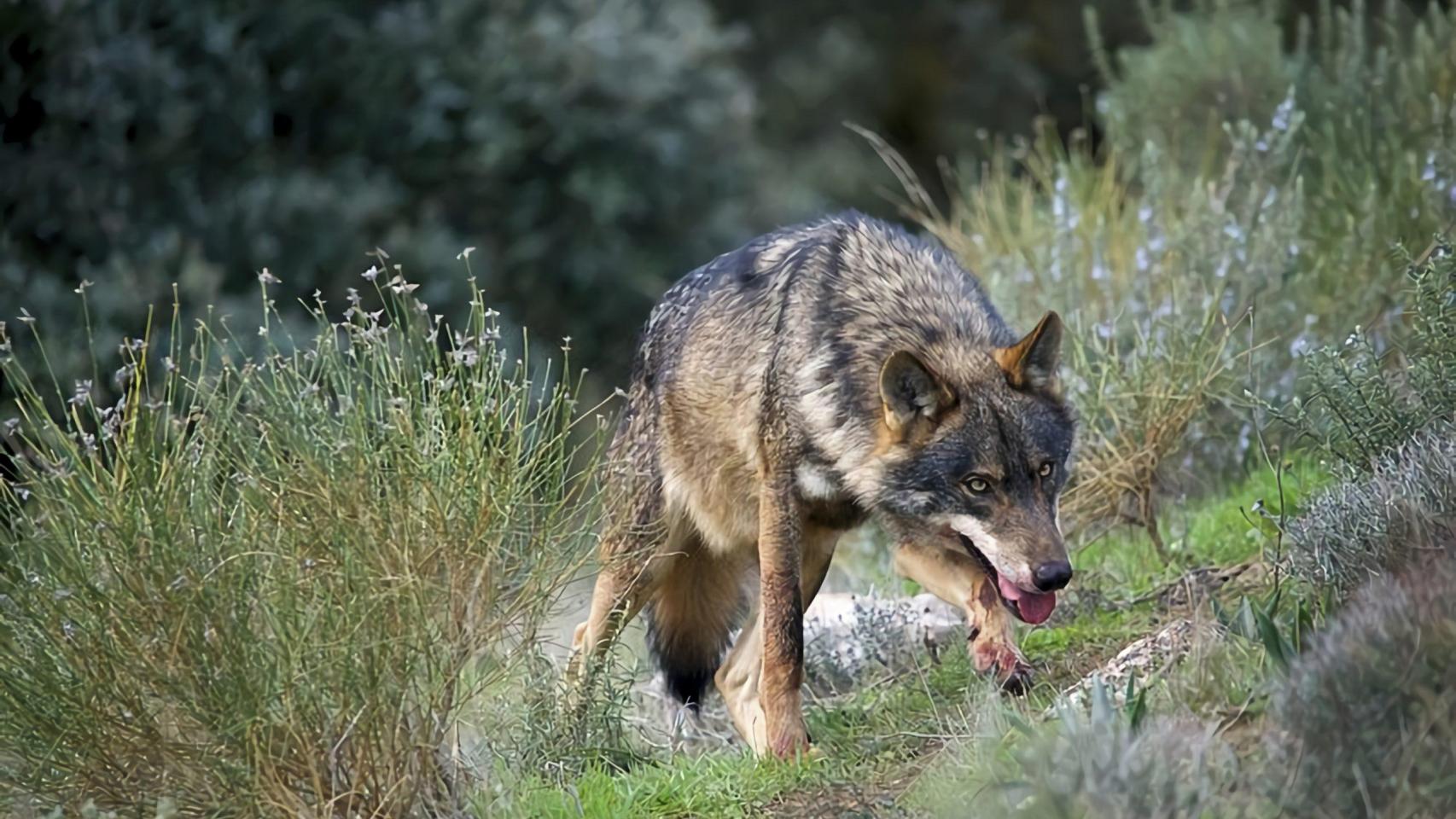 El ataque salvaje de una manada de lobos en El Escorial:  11 corderos, cuatro ovejas y cuatro sementales devorados