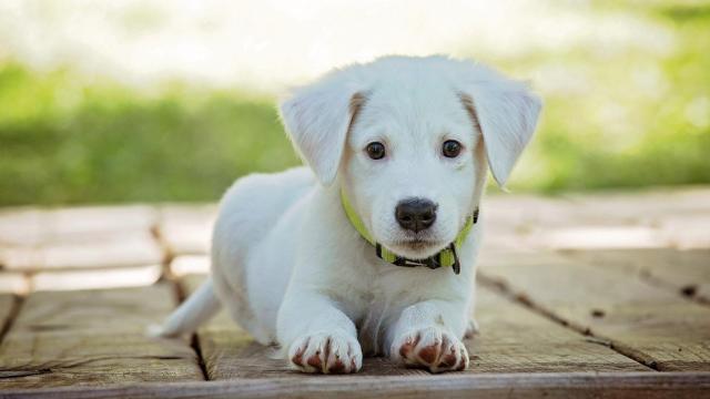 Los beneficios de tener mascotas para tu salud mental