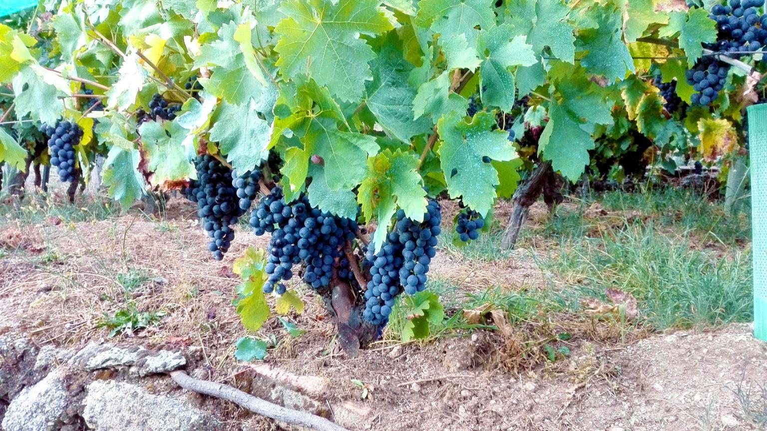 Una de las plantaciones de uva autóctona de Antonio Míguez Amil (Boasvides.com)