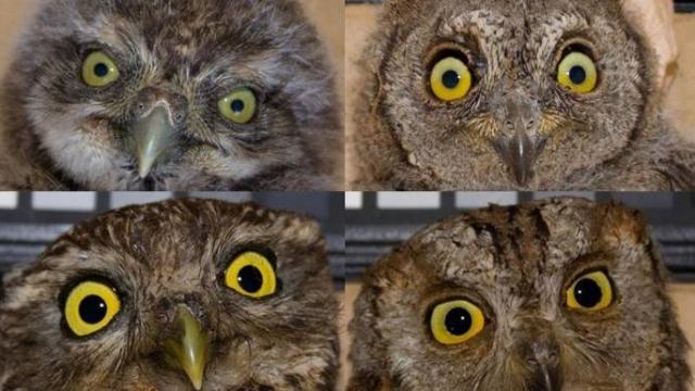 La mirada penetrante de un búho es una cosa única en el mundo.