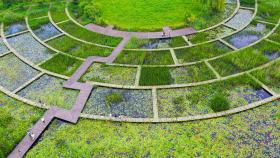 Un jardín de flores.