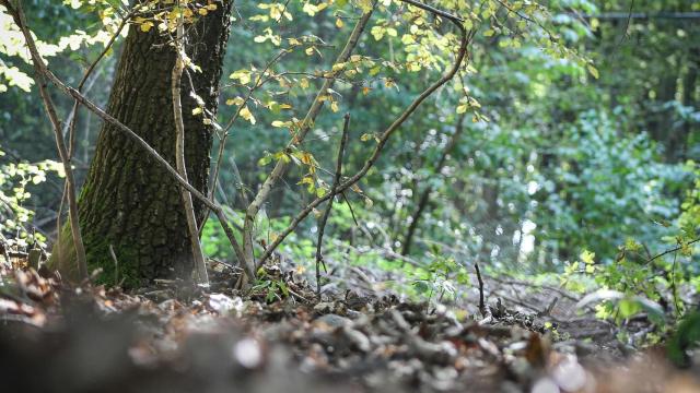 Trasladan los restos óseos de Cerdido (A Coruña) al Hospital de Ferrol para extraer su ADN