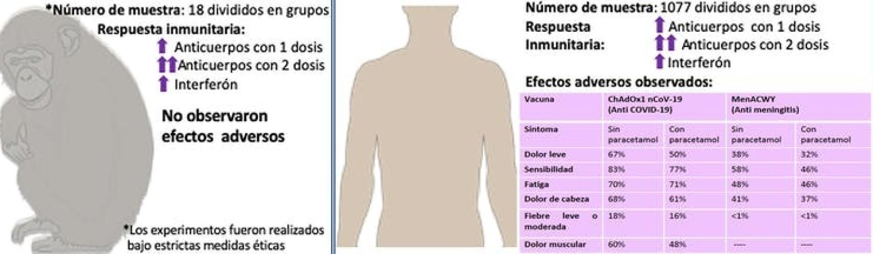 Eficacia y seguridad de la vacuna ChAdOx1 nCoV-19 en animales y en la fase I/II en humanos desarrollada por la Universidad de Oxford.