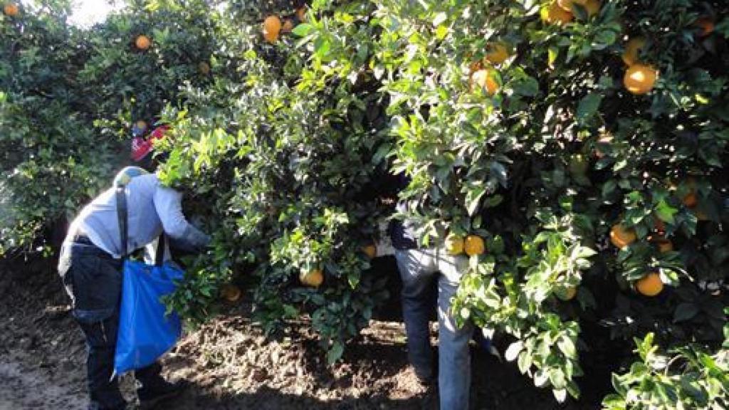 Trabajadores en el campo.