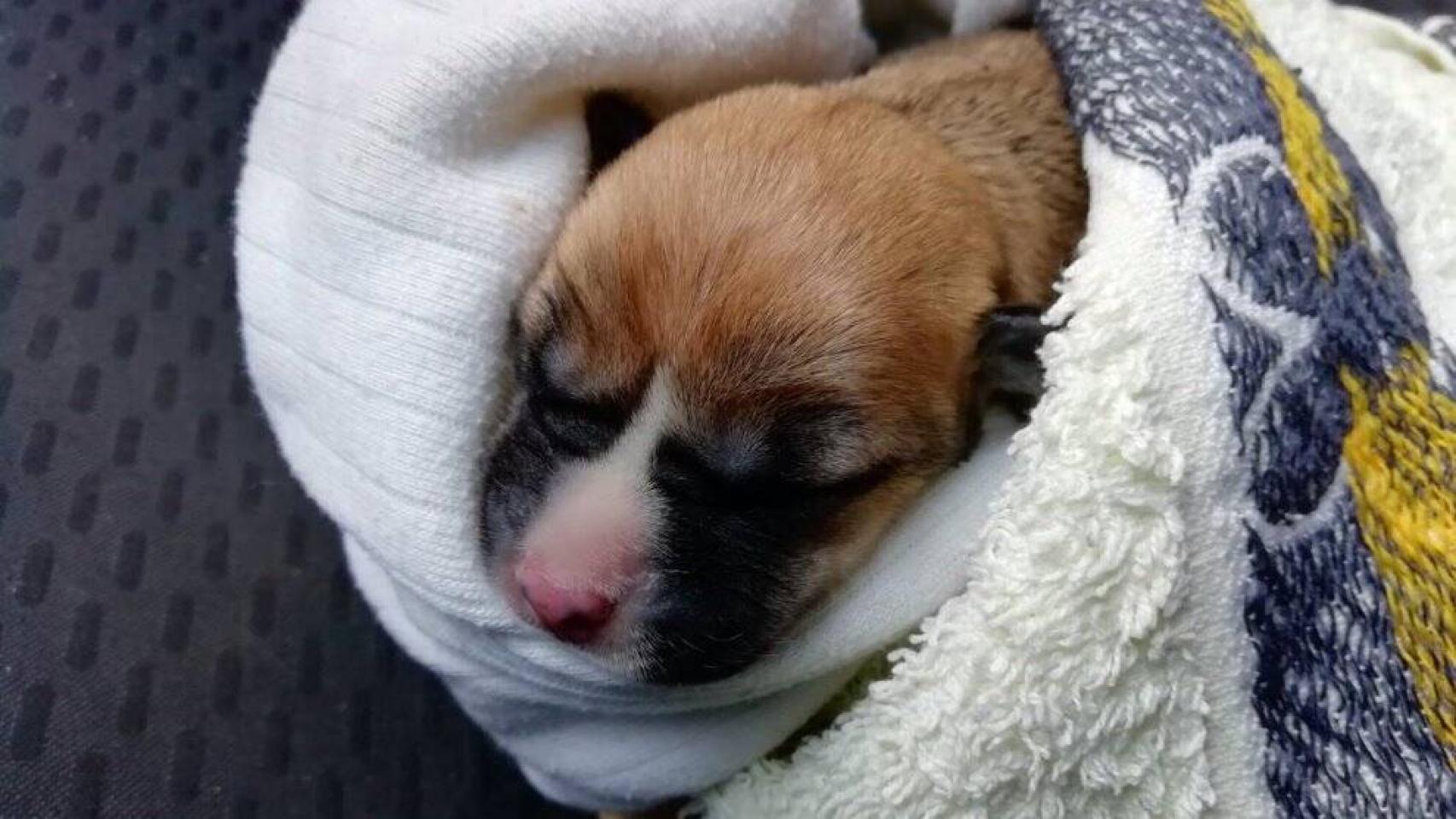 Uno de los cachorros rescatados tras ser arrojados a la ría de Corcubión - Foto: SEPRONA