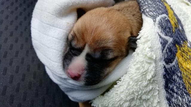 Uno de los dos cachorros que logró sobrevivir