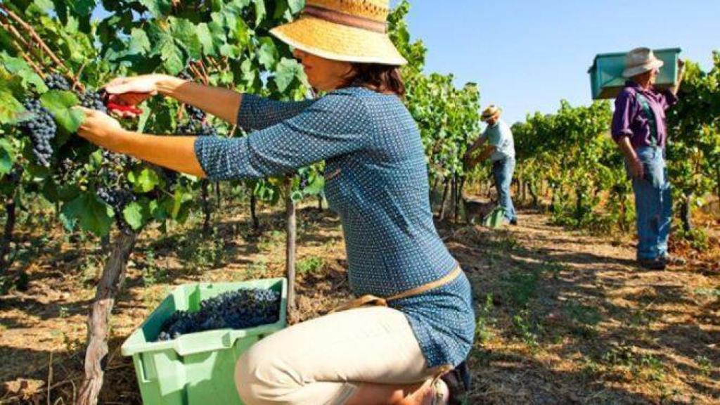 Varios agricultores castellano-manchegos, en las labores de vendimia.