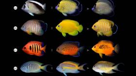 Varias especies de peces ángel y su supuesta descendencia híbrida.