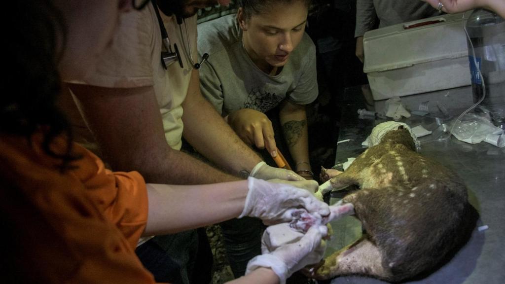 Voluntarios y veterinarios rescatan este domingo a un agutí de un incendio en Porto Jofre, estado de Mato Grosso (Brasil).