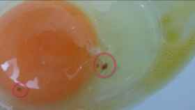 Una imagen de archivo de un huevo con manchas rojas.
