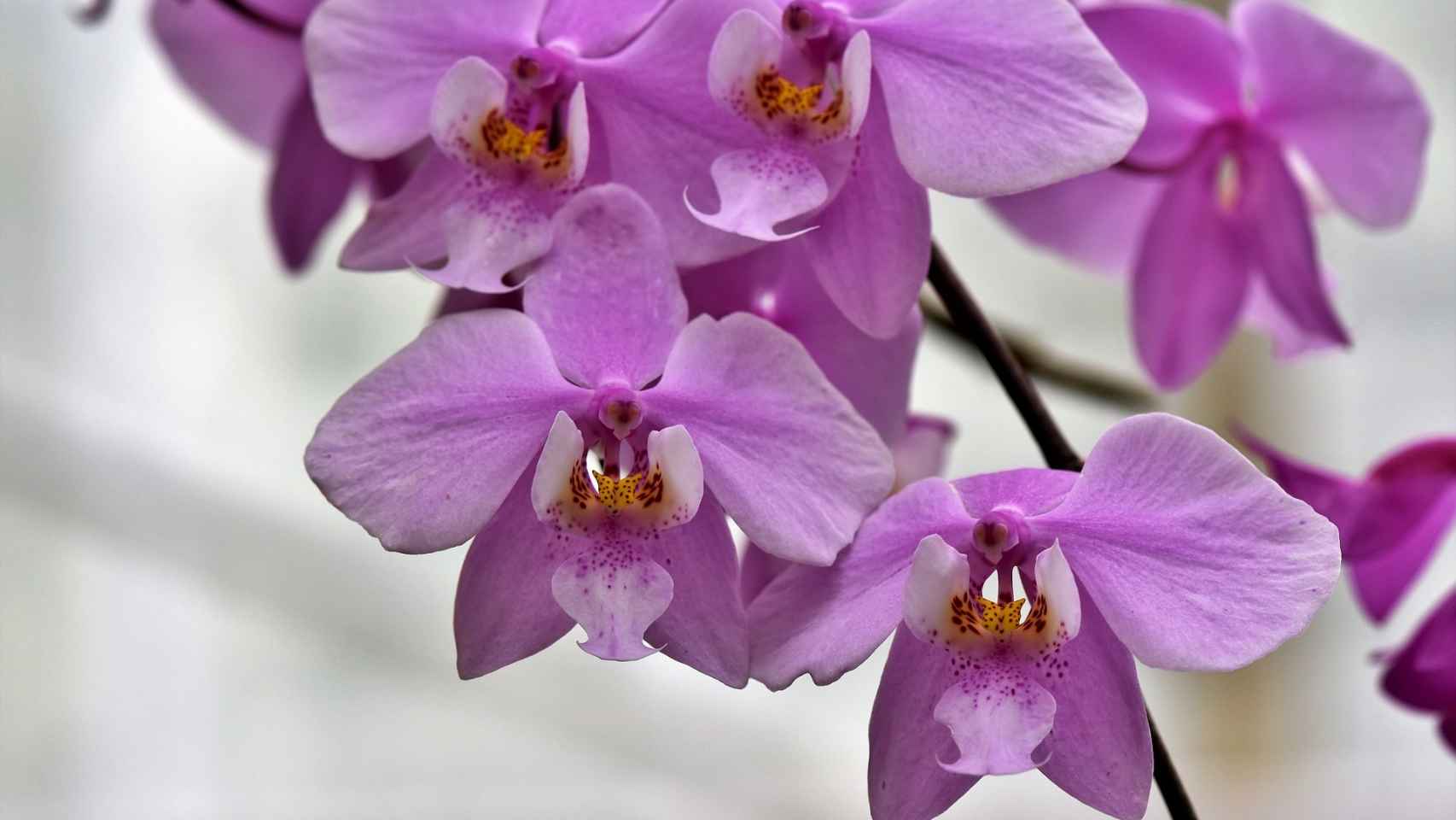 ¿Qué son las orquídeas? Características y significados