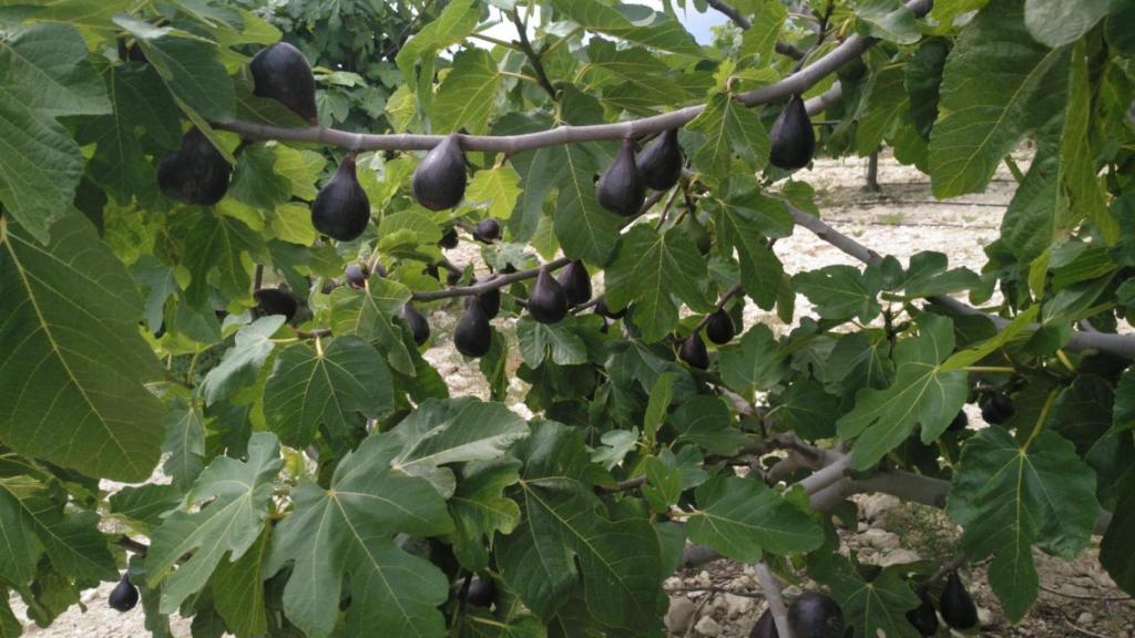 Los higos de Cambayas, una productora de Elche, antes de ser extraídos de la planta.