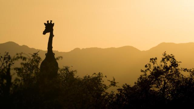 El tiempo se agota para evitar la sexta extinción masiva de especies del planeta.