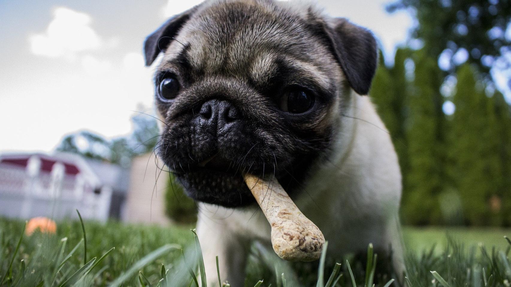 ¿Es buena la carne cruda para perros?