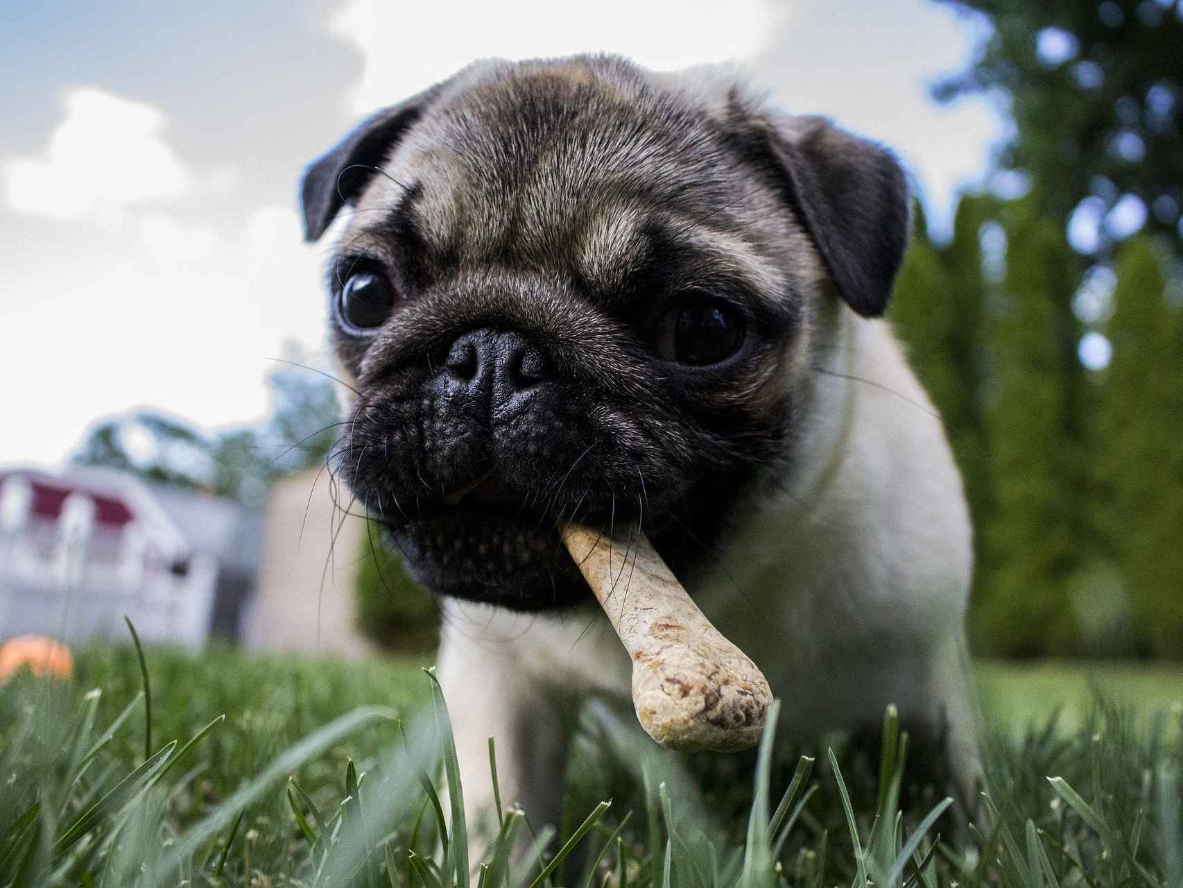 es mejor la carne de res o el pollo para los perros