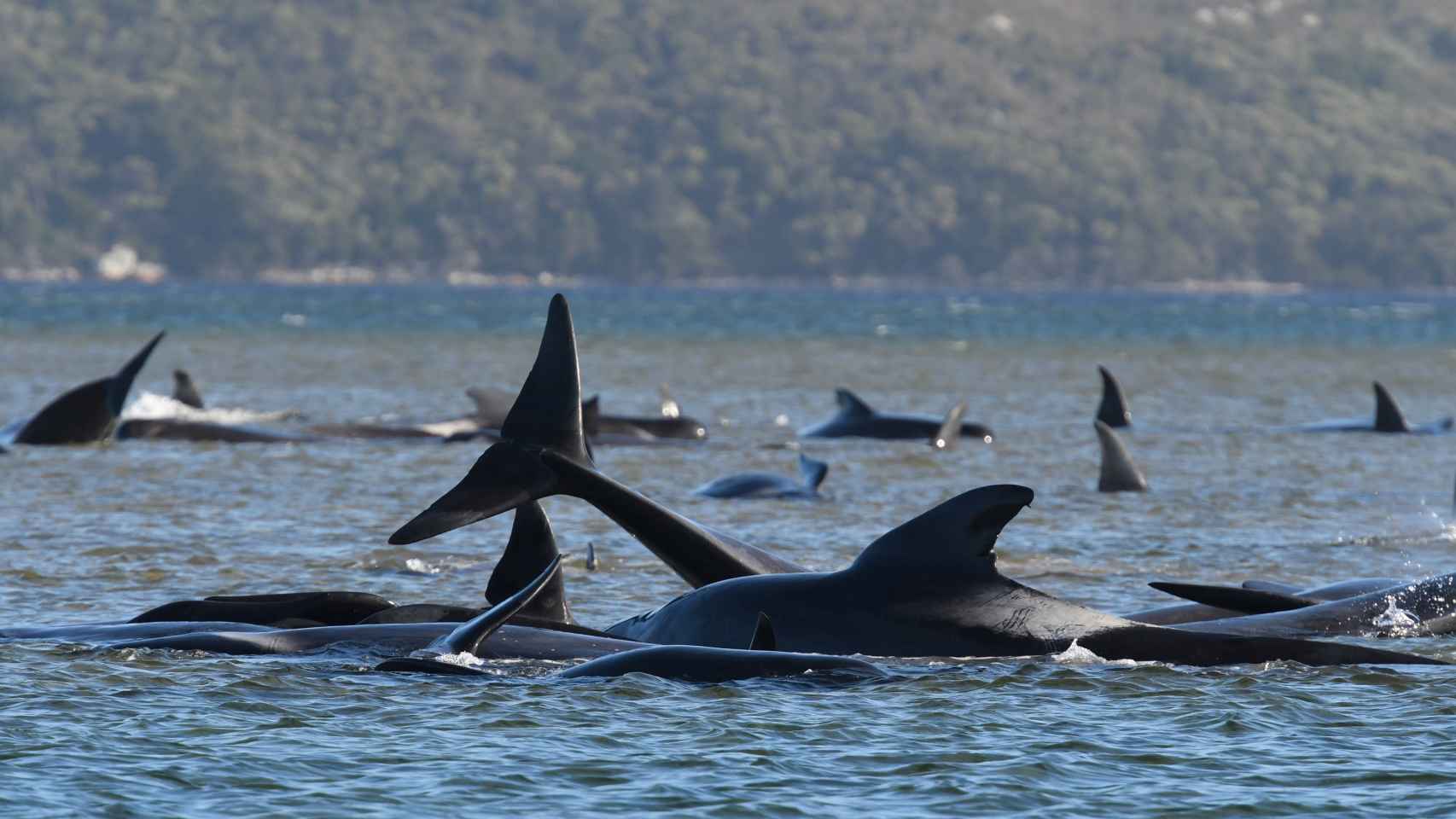 El desesperado intento por rescatar a 25 ballenas de un grupo de 270 varadas en Australia